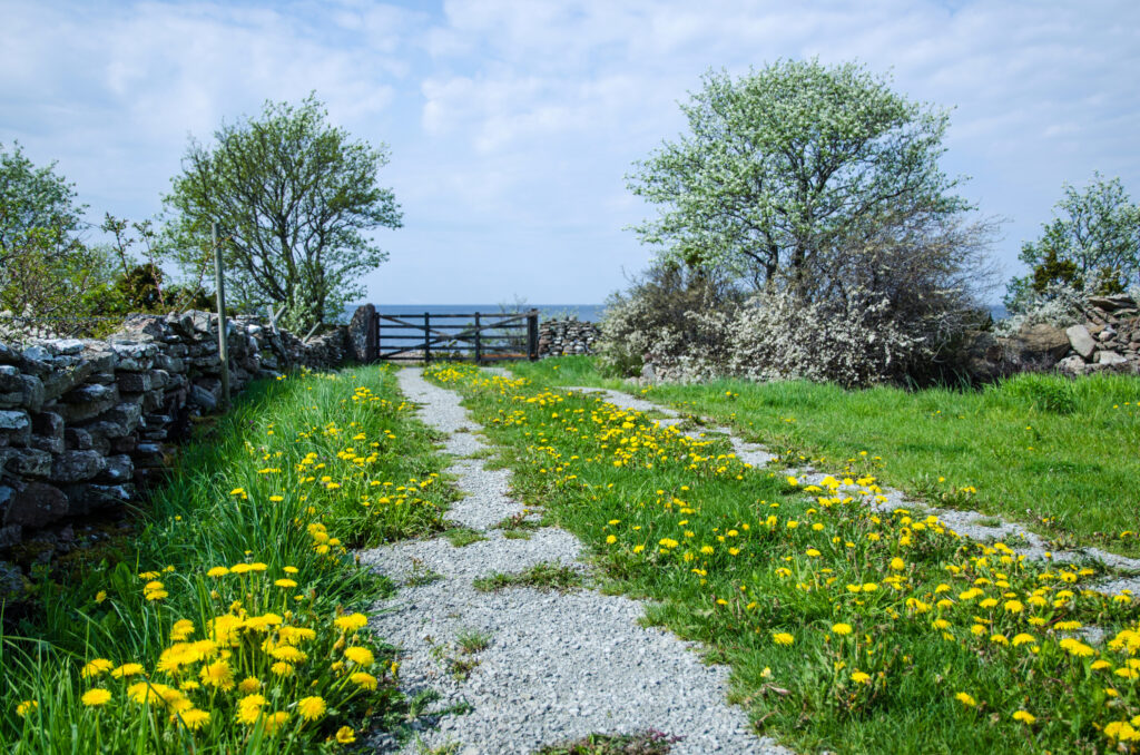Dandelions on a dirt road leading to a gate by the sea. From the island Oland in Sweden.