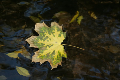 leafstream