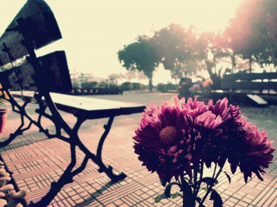 photodune-3732953-a-flower-beside-an-empty-bench-e1442976641228