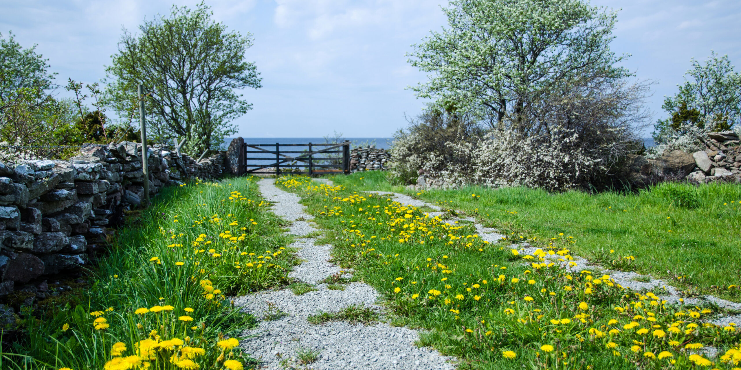 Dandelions on a dirt road leading to a gate by the sea. From the island Oland in Sweden.