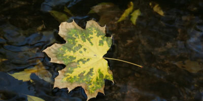 leafstream