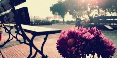 photodune-3732953-a-flower-beside-an-empty-bench-e1442976641228